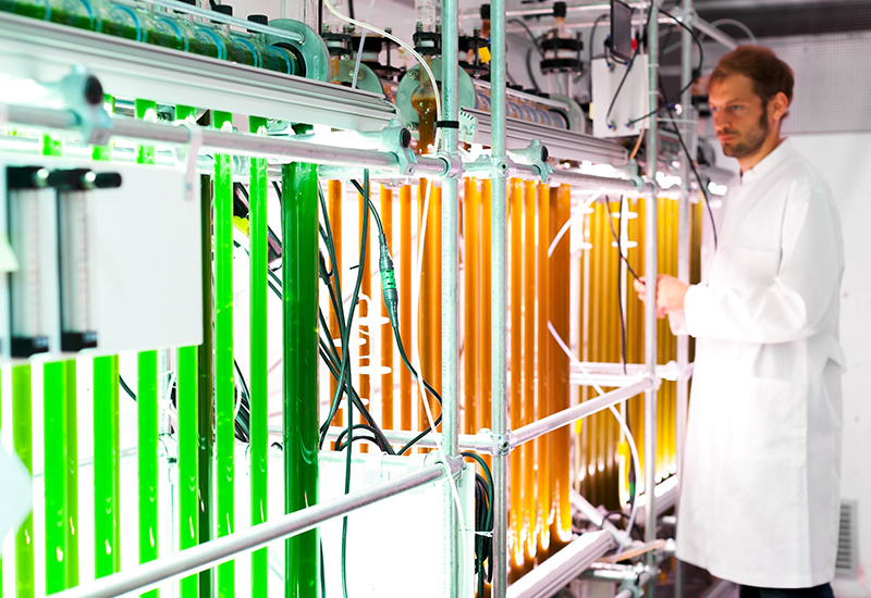 Am Fraunhofer IZI-BB entwickelte vertikale Glasröhrenphotobioreaktoren für eine sterile Produktion von Algenbiomasse nach GLP.