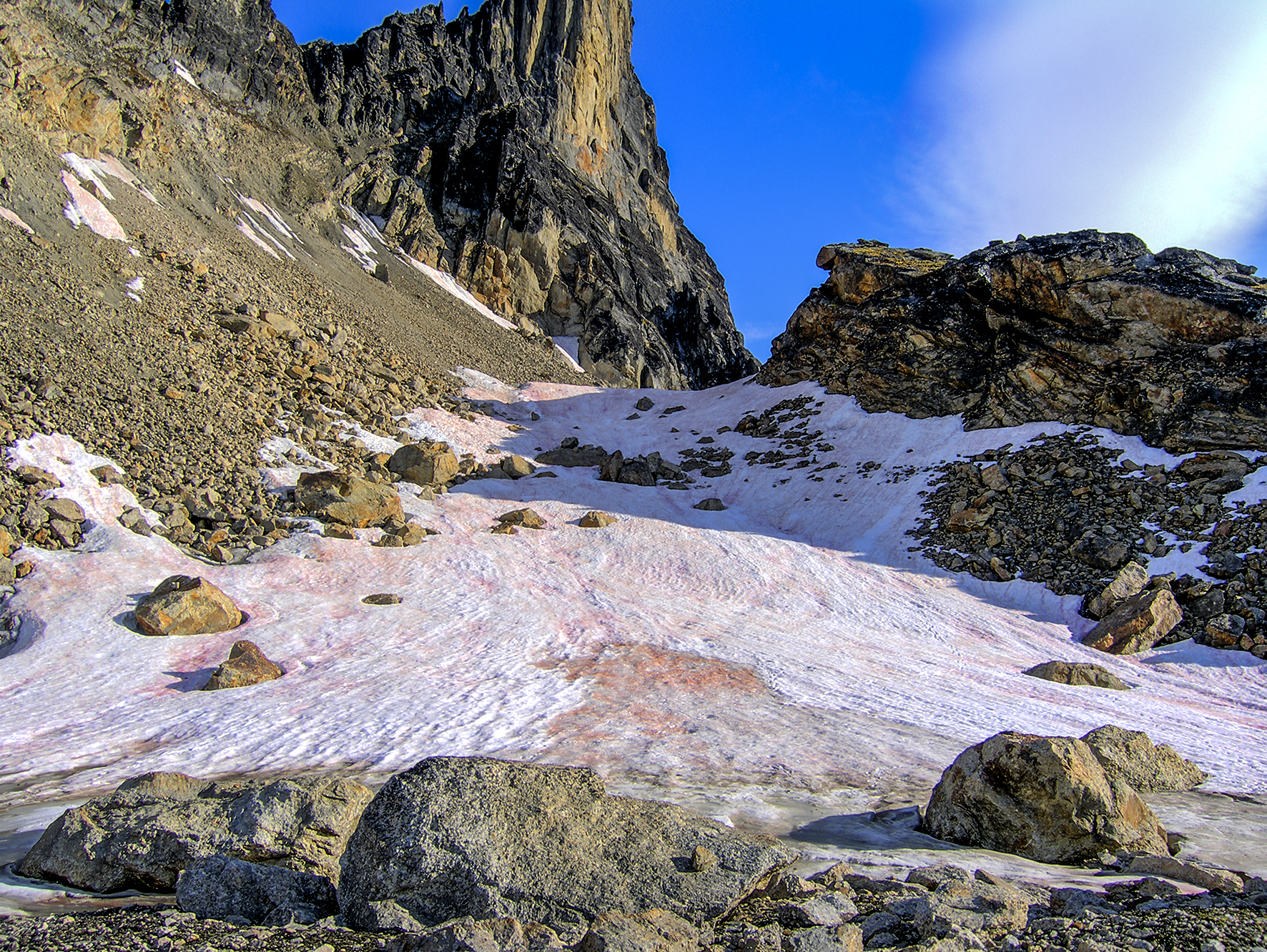 Mikroalgen haben sich an das extreme Habitat polarer Schneefelder angepasst und bilden an den Berghängen Spitzbergens roten Schnee.