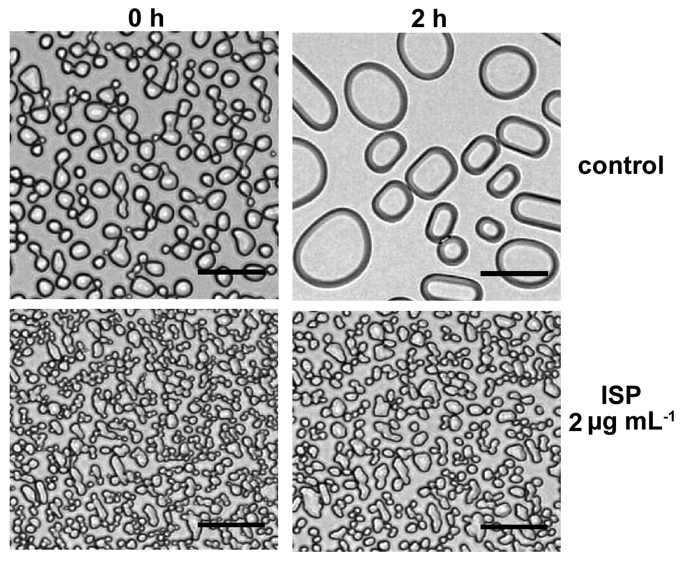 Rekristallisationsassay mit ISP aus dem Schneealgenstamm CCCryo 050-99 (Skala = 50 μm)