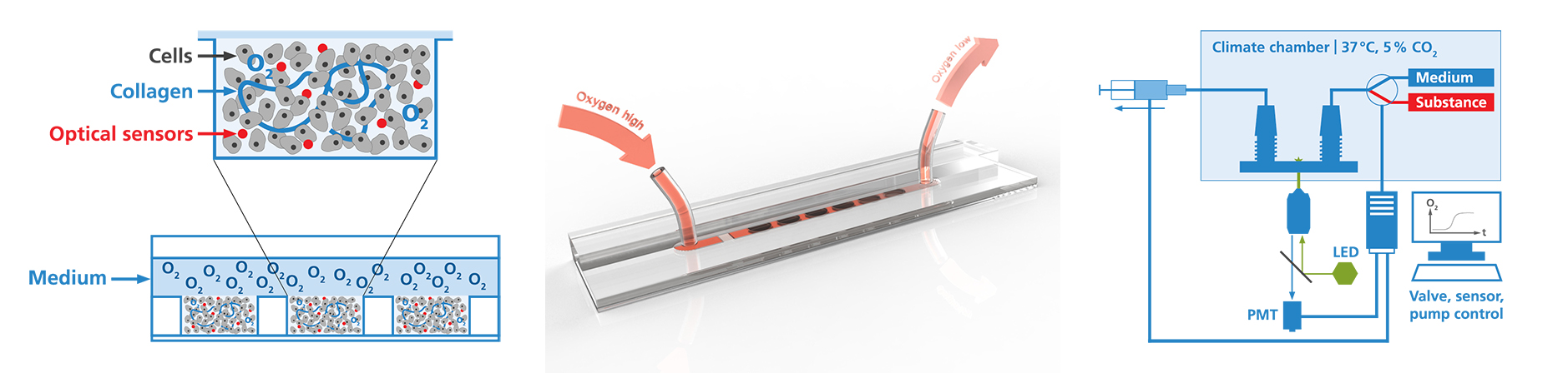 Mikrosysteme für in-vitro-Zellmodelle