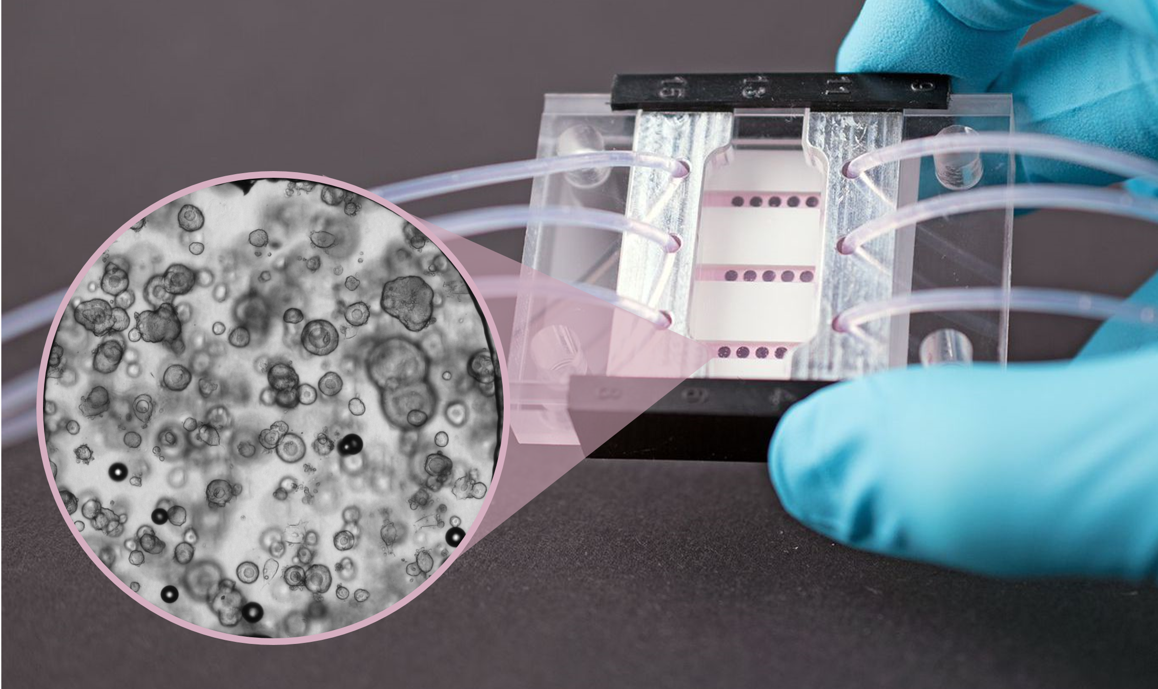 Mikrosysteme für in-vitro-Zellmodelle | TumOC_Chip und Organiode
