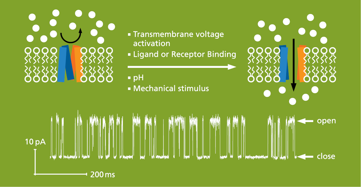 Planare Lipid-Doppelschicht, Elektrophysiologie für die Analyse von Ionenkanälen