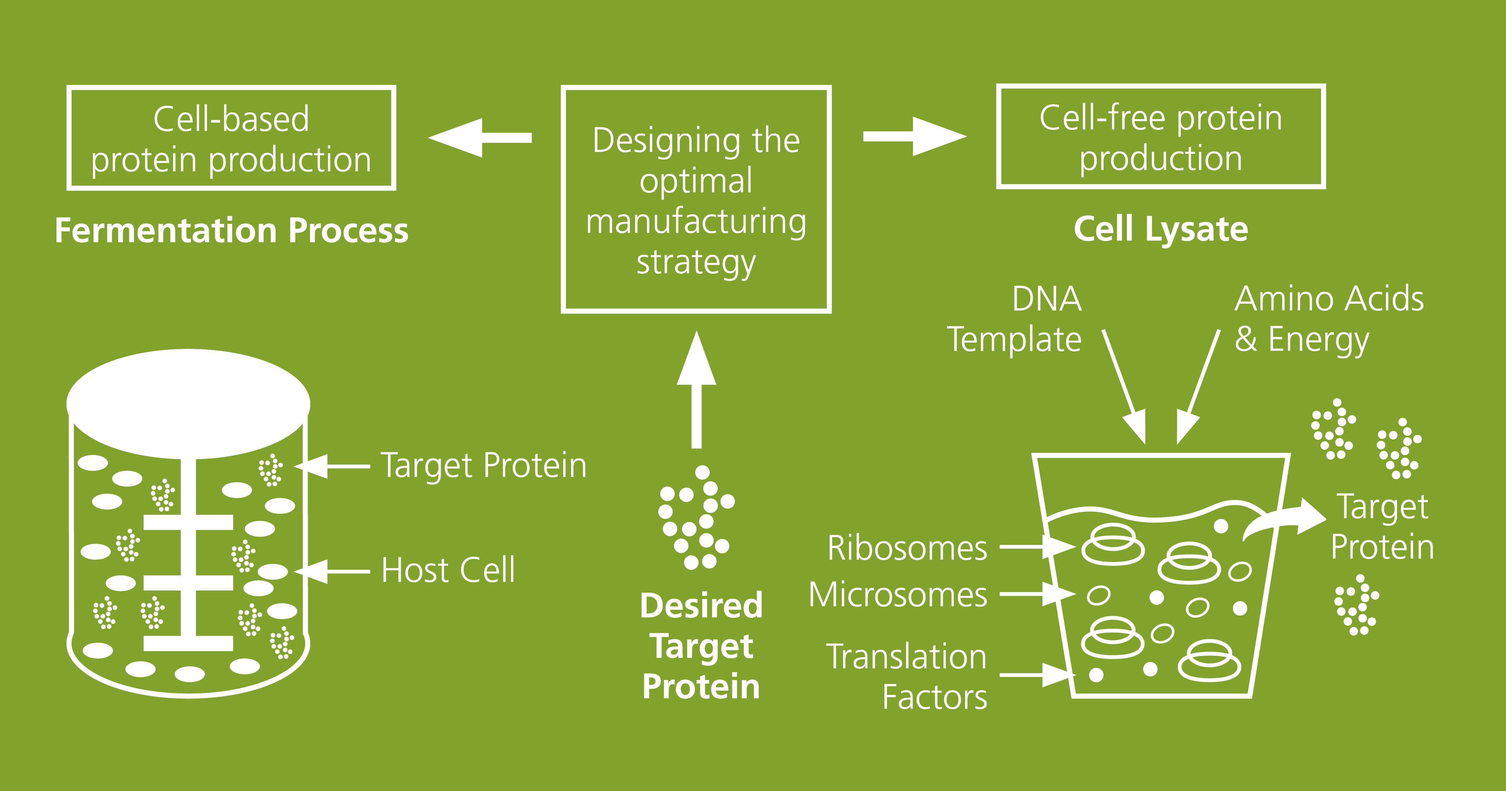 Proteinsynthese