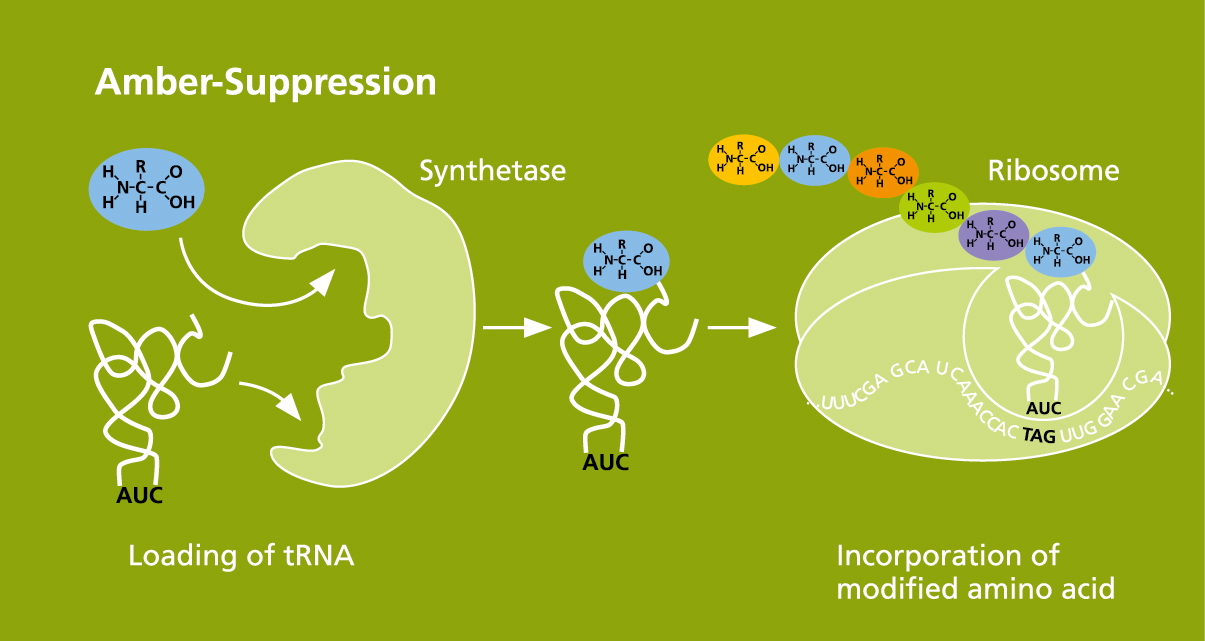 Einbettung von Aminosäuren mittels Amber-Suppression