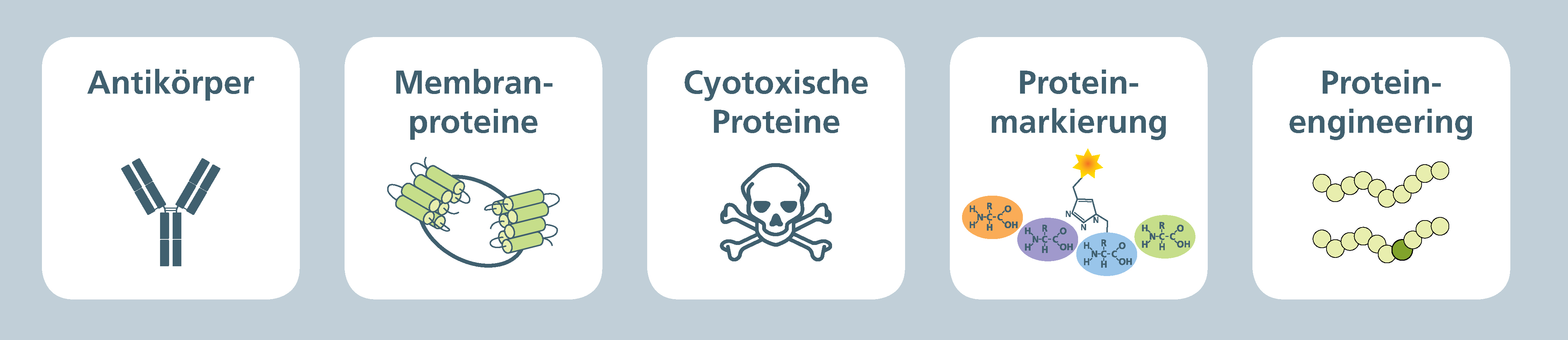 Anwendungen der Proteinsynthese