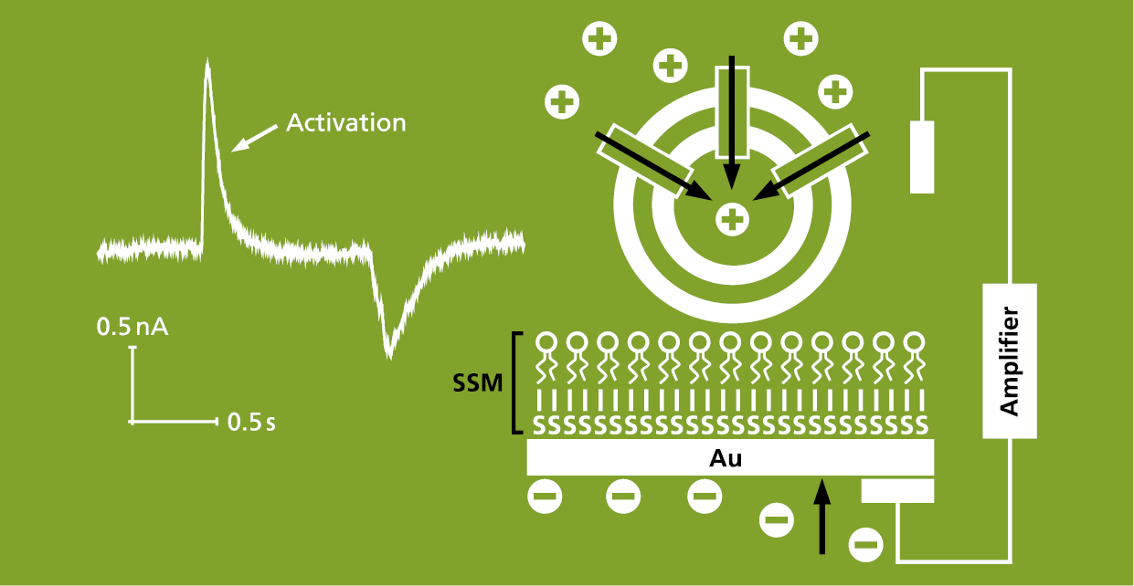Elektrophysiologisches Verfahren, unterstützt durch eine feste Trägermembran (SSM)  Für die Analyse von elektrogenen Transportern