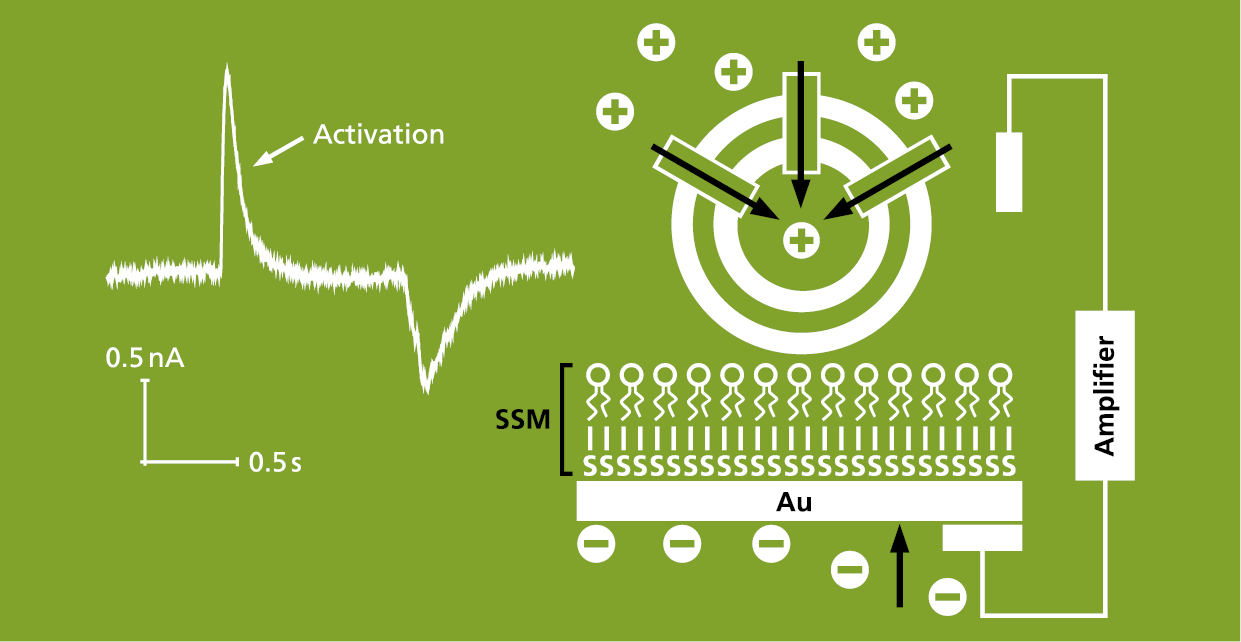 Electrophysiological method supported by a solid support membrane (SSM) for the analysis of electrogenic transporters