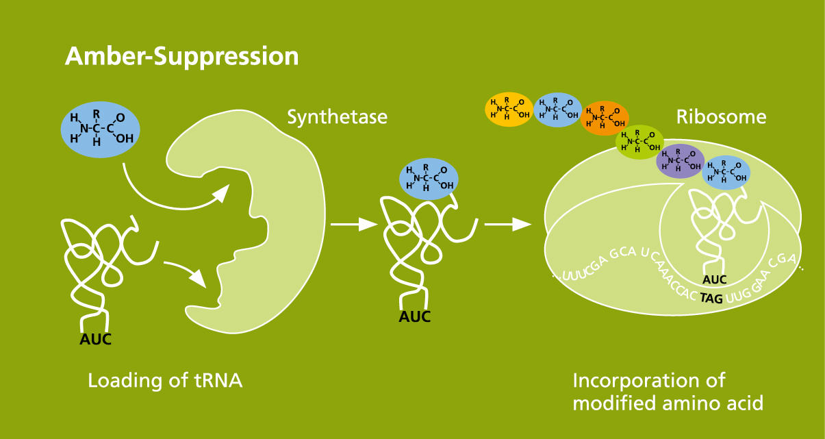 Inserting of amino acids by amber suppression