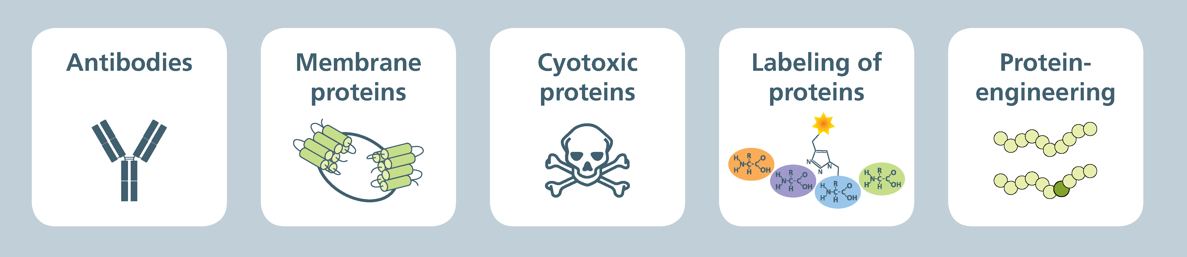 Protein synthesis