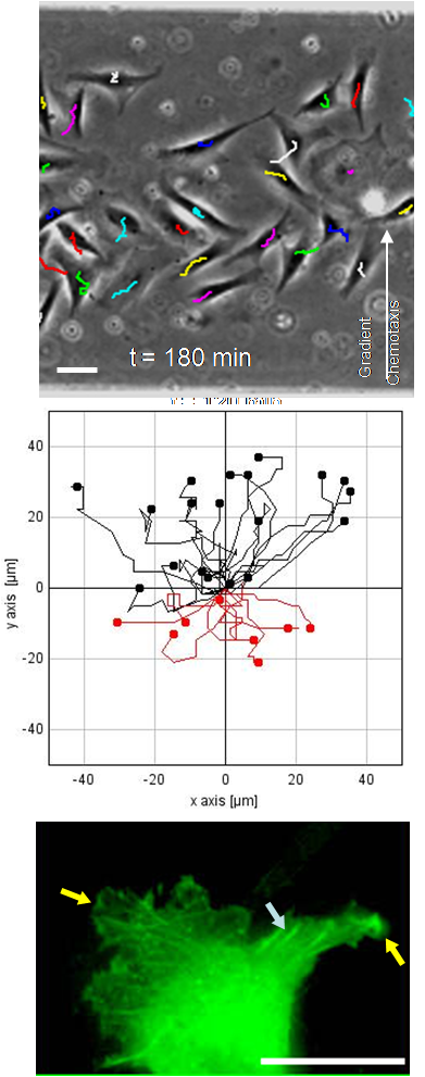 Analysis of chemotaxis in microfluidic systems