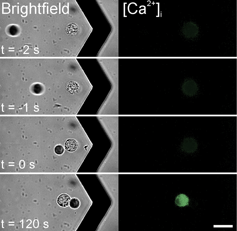 Calcium Signals in Single Cells