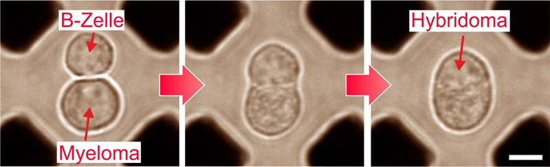 A Photonic-Microfluidic Production Method for Ultrafast Production of Custom-Made Monoclonal Antibodies