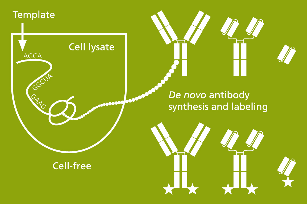 Cell-free antibody synthesis and labelling