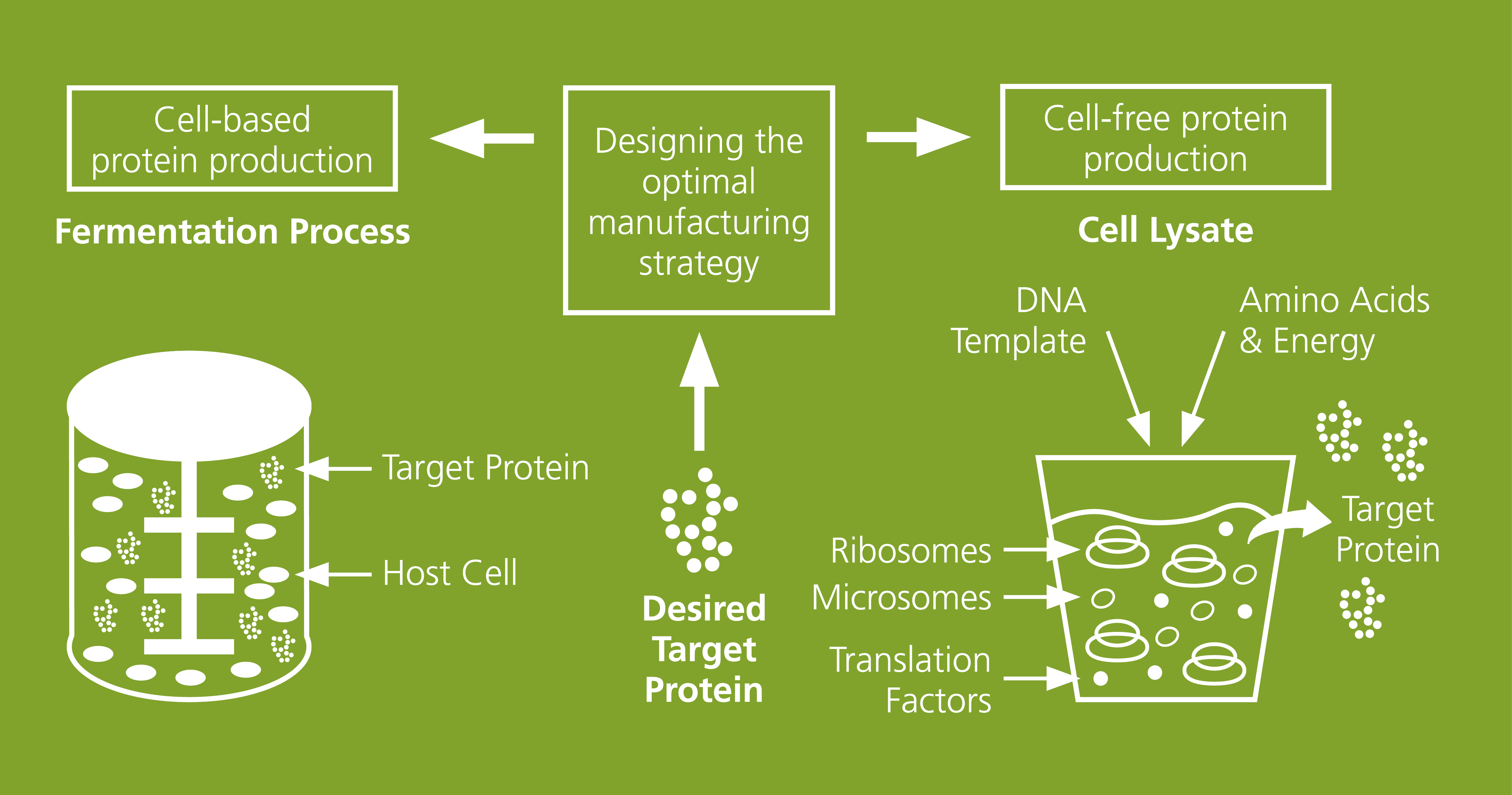 Development and evaluation of protein production processes adapted to the individual conditions of a desired target protein. In addition to conventional, cell-based protein production systems (left part of the figure), Fraunhofer IZI-BB has specialized cell-free protein synthesis platforms (right part of the figure), which enable the rapid and parallelized synthesis of proteins. The choice of method depends on the future application and the characteristics of the proteins.
