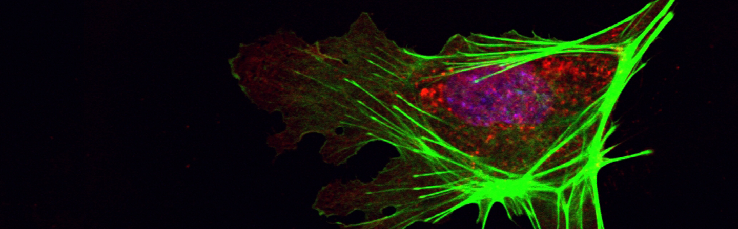 Immunfluoreszenzfärbung zum Nachweis von Stammzellmarkern.